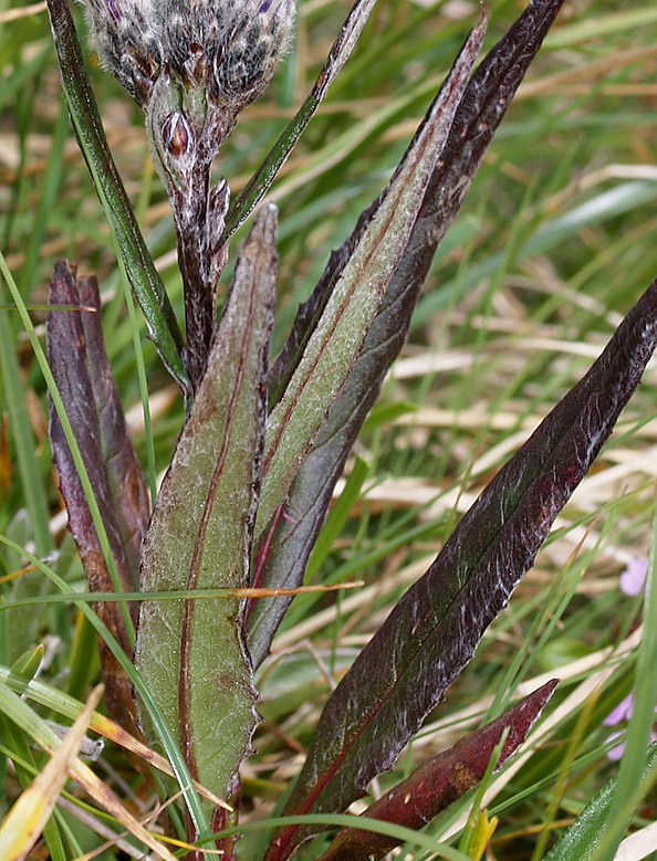 Saussurea alpina  / Saussurea delle Alpi